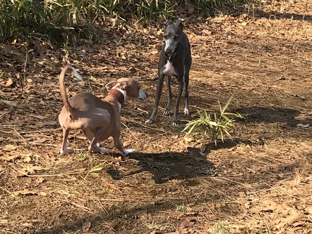 f:id:gino-ig:20180117003320j:plain