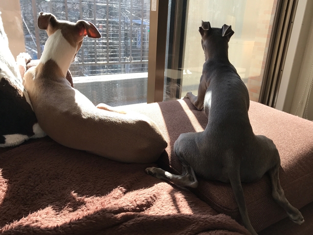 f:id:gino-ig:20180117003619j:plain