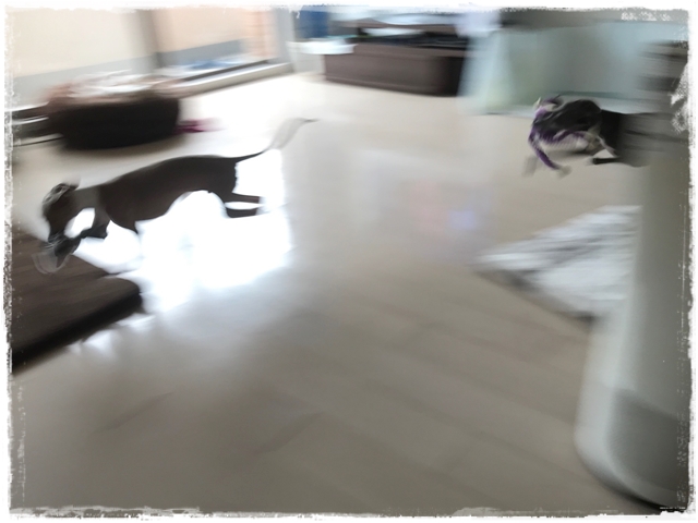 f:id:gino-ig:20180126000034j:plain