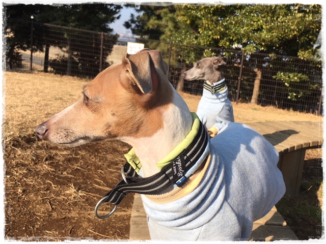 f:id:gino-ig:20180126000058j:plain