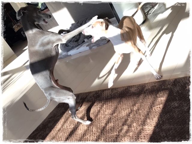 f:id:gino-ig:20180126000733j:plain