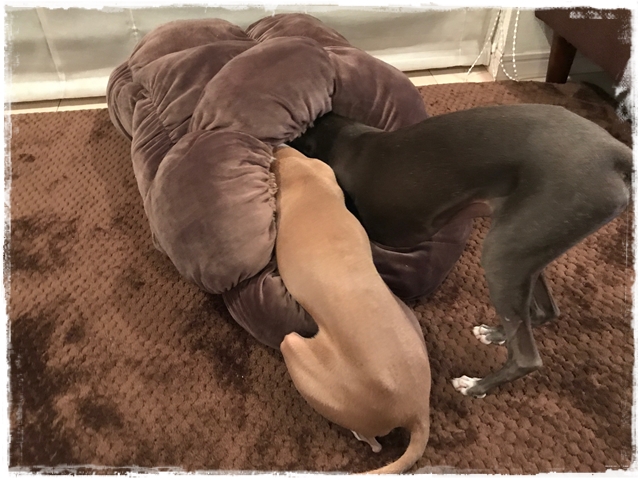 f:id:gino-ig:20180126001247j:plain