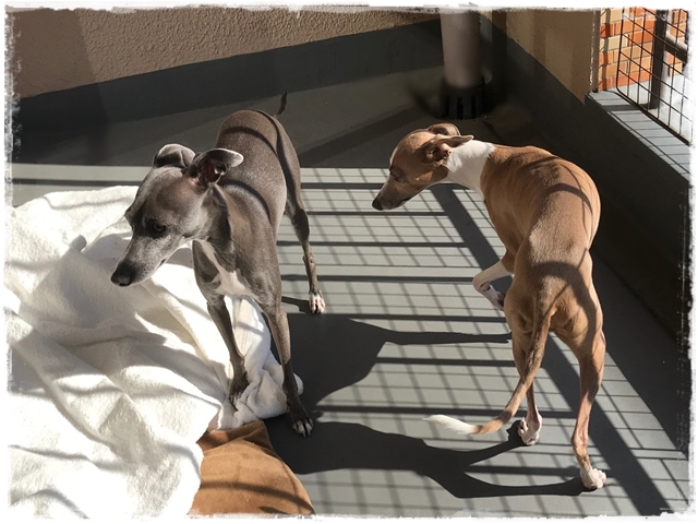 f:id:gino-ig:20180201001237j:plain f:id:gino-ig:20180201001237j:plain