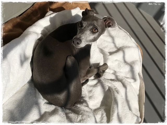 f:id:gino-ig:20180201001359j:plain f:id:gino-ig:20180201001359j:plain