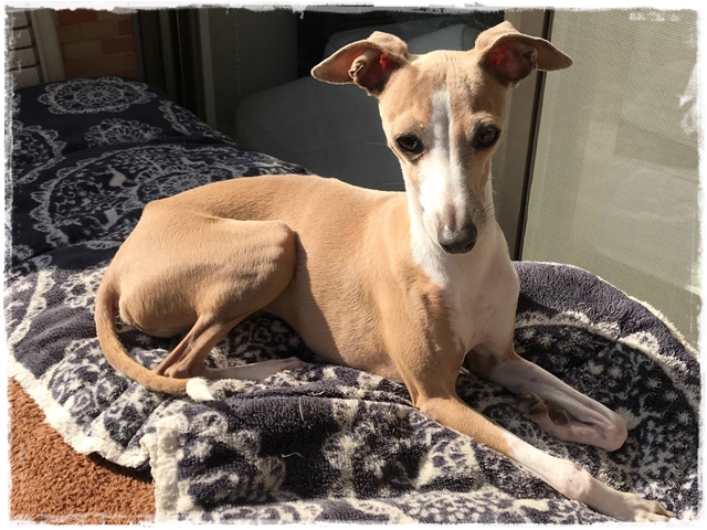 f:id:gino-ig:20180201001532j:plain f:id:gino-ig:20180201001532j:plain