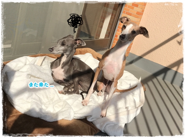 f:id:gino-ig:20180201001612j:plain f:id:gino-ig:20180201001612j:plain