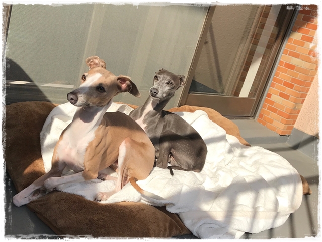 f:id:gino-ig:20180201001846j:plain f:id:gino-ig:20180201001846j:plain