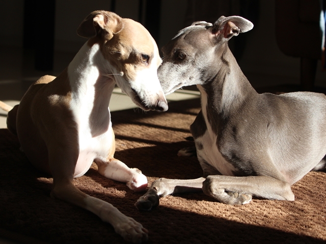 f:id:gino-ig:20180221000459j:plain