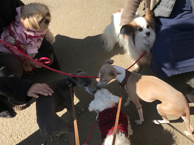 f:id:gino-ig:20180221000814j:plain