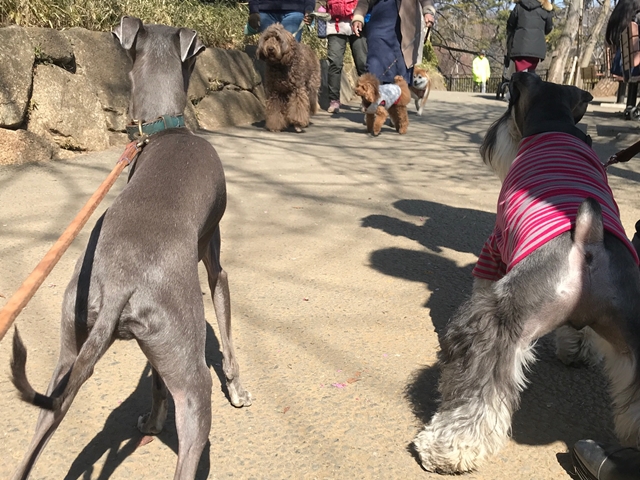 f:id:gino-ig:20180221001046j:plain