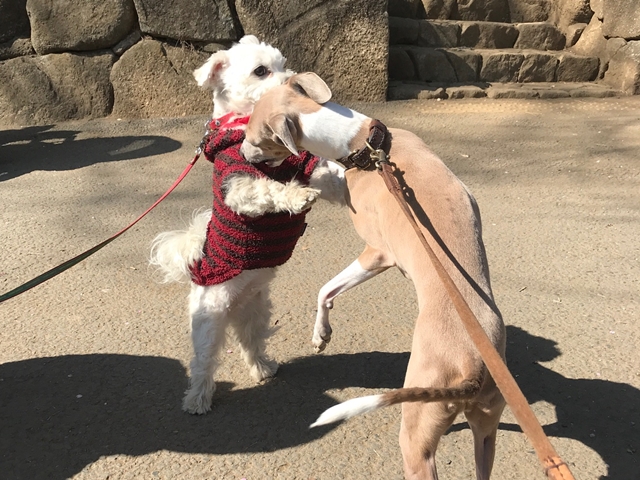 f:id:gino-ig:20180221001147j:plain