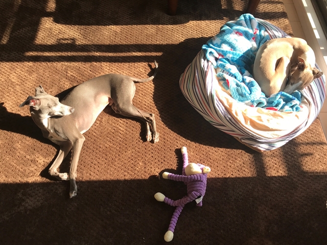 f:id:gino-ig:20180221001328j:plain