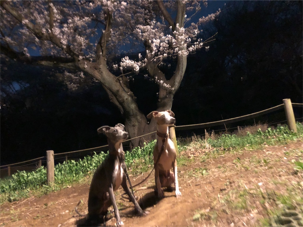 f:id:gino-ig:20180329000533j:image