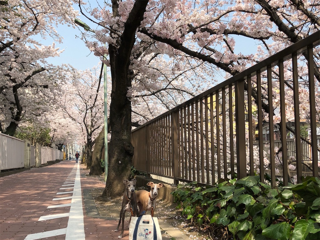 f:id:gino-ig:20180329000721j:image