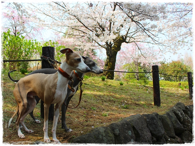 f:id:gino-ig:20180330224727j:plain