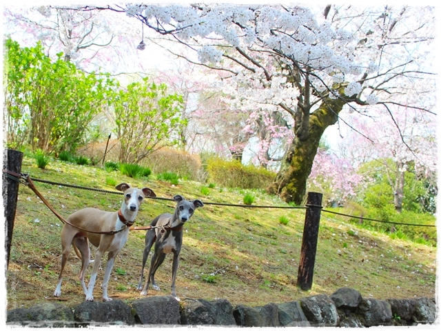 f:id:gino-ig:20180330225304j:plain