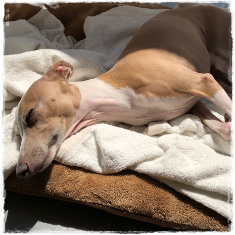 f:id:gino-ig:20180413235820j:plain