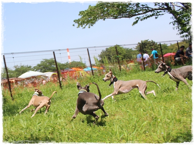 f:id:gino-ig:20180502010542j:plain