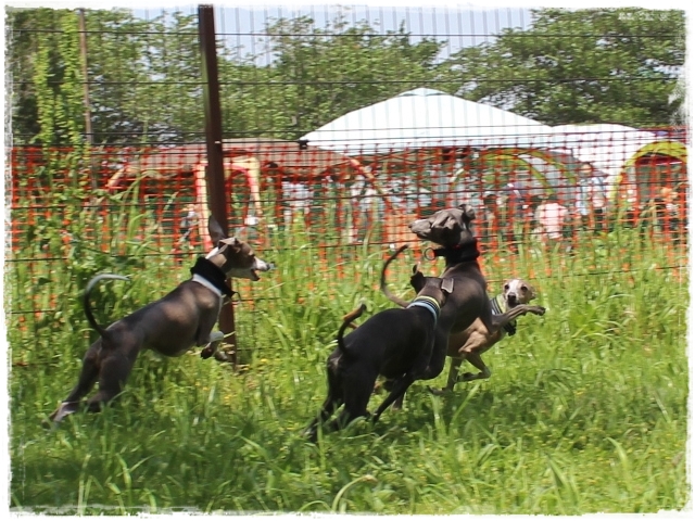 f:id:gino-ig:20180502010802j:plain