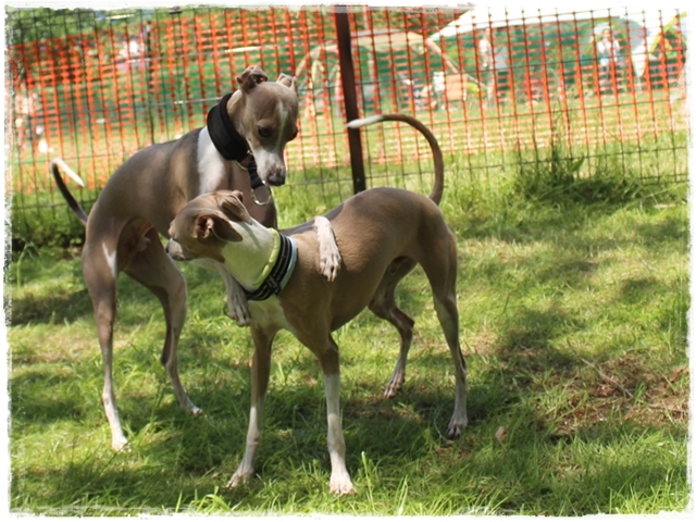 f:id:gino-ig:20180502010849j:plain