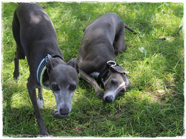 f:id:gino-ig:20180502011003j:plain