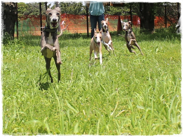 f:id:gino-ig:20180502011319j:plain