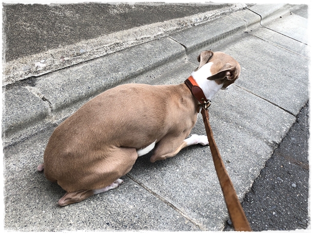 f:id:gino-ig:20180514000450j:plain