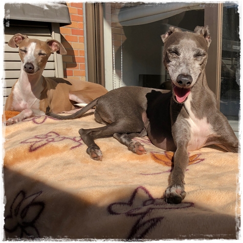 f:id:gino-ig:20180601234854j:plain f:id:gino-ig:20180601234854j:plain