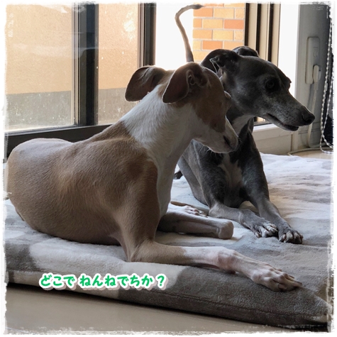 f:id:gino-ig:20180601234948j:plain f:id:gino-ig:20180601234948j:plain