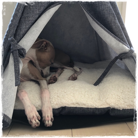 f:id:gino-ig:20180601235032j:plain f:id:gino-ig:20180601235032j:plain