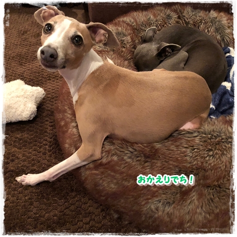 f:id:gino-ig:20180601235205j:plain f:id:gino-ig:20180601235205j:plain