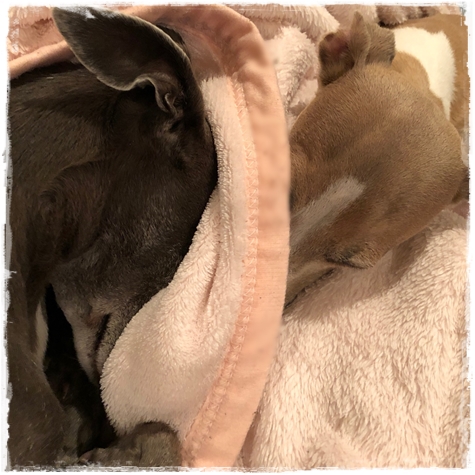 f:id:gino-ig:20180601235245j:plain f:id:gino-ig:20180601235245j:plain