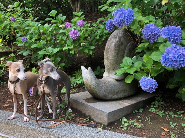 f:id:gino-ig:20180607234422j:plain f:id:gino-ig:20180607234422j:plain