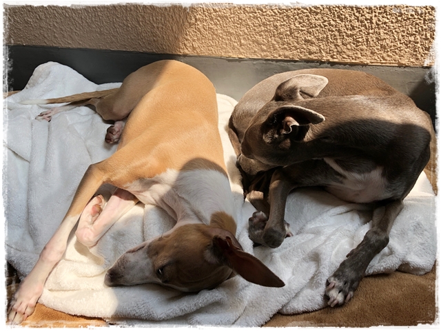 f:id:gino-ig:20180612224358j:plain