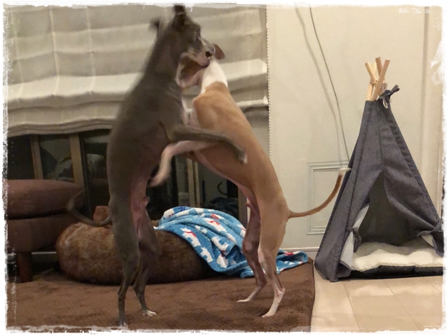 f:id:gino-ig:20180612224602j:plain