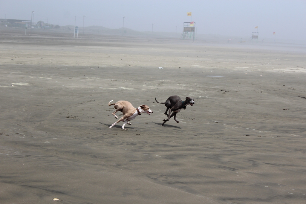 f:id:gino-ig:20180617234905j:plain f:id:gino-ig:20180617234905j:plain