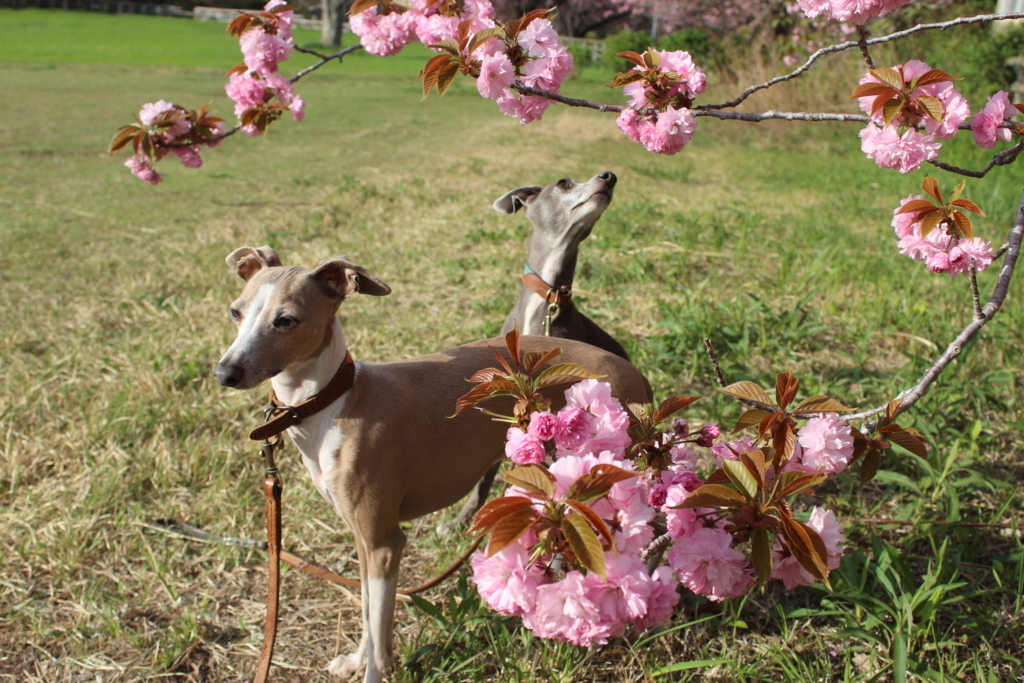 f:id:gino-ig:20180617235048j:plain f:id:gino-ig:20180617235048j:plain