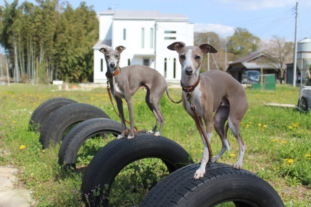 f:id:gino-ig:20180617235207j:plain f:id:gino-ig:20180617235207j:plain