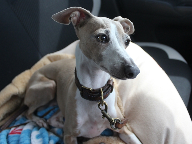 f:id:gino-ig:20180621000441j:plain