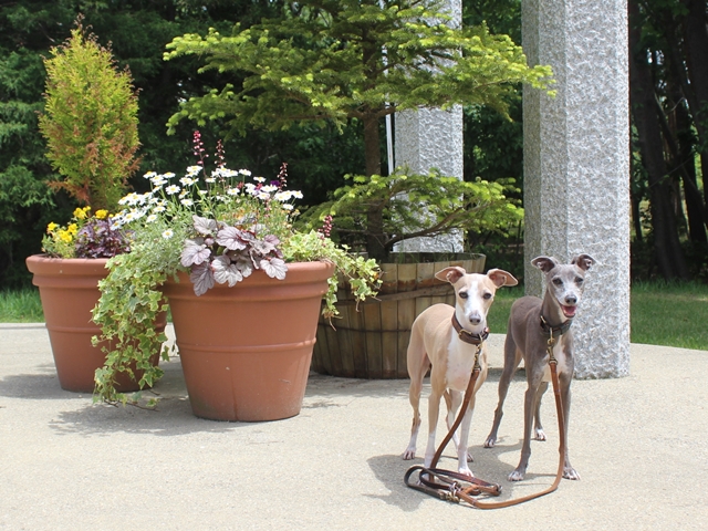 f:id:gino-ig:20180623022328j:plain