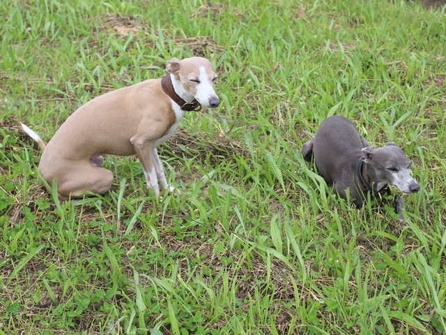 f:id:gino-ig:20180623033032j:plain