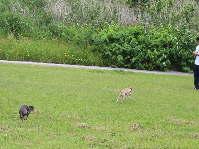 f:id:gino-ig:20180623033057j:plain