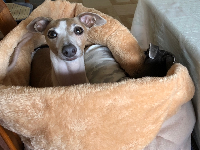 f:id:gino-ig:20180623033543j:plain