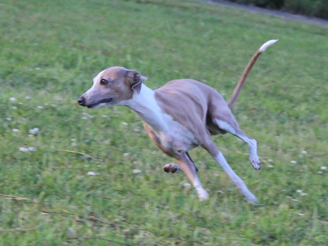 f:id:gino-ig:20180623033631j:plain