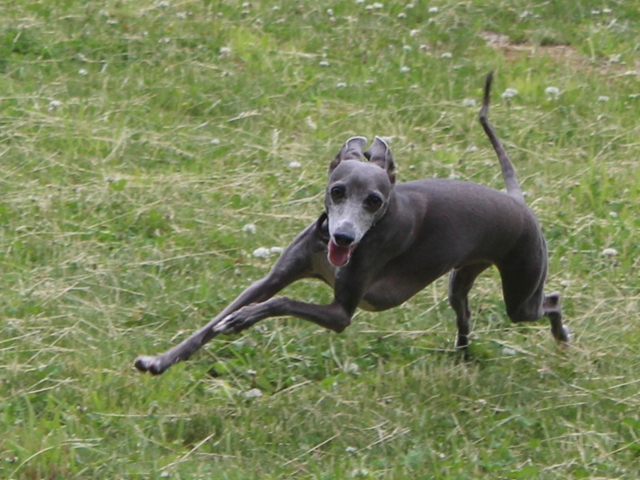 f:id:gino-ig:20180623033723j:plain