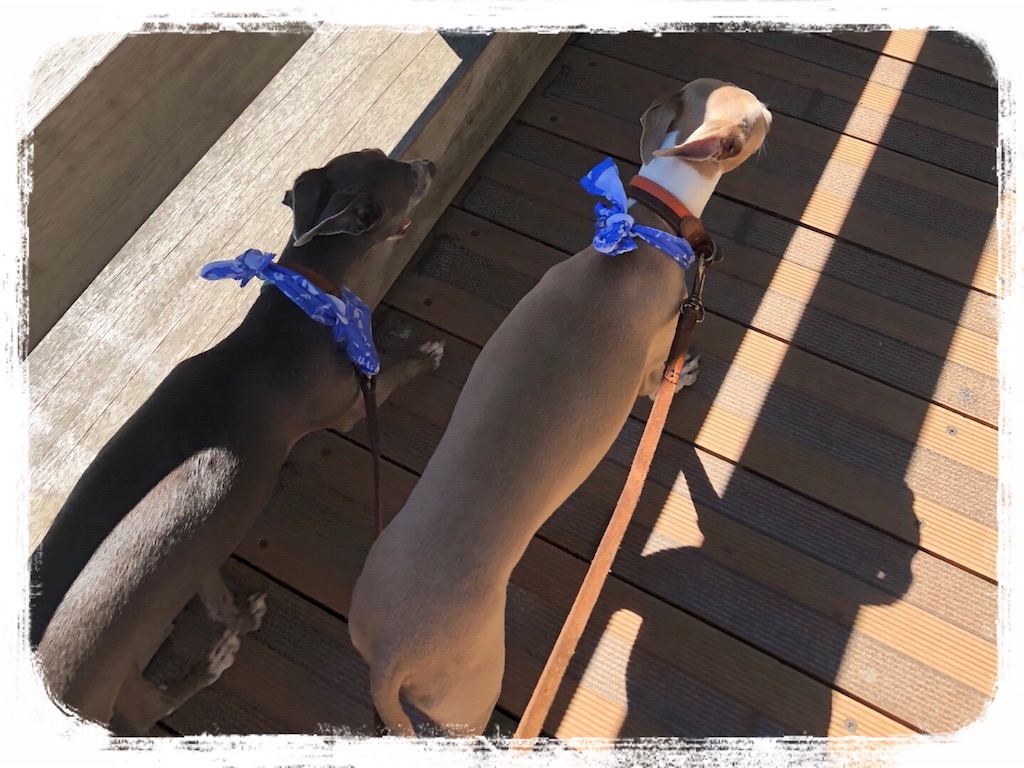 f:id:gino-ig:20180630175535j:image