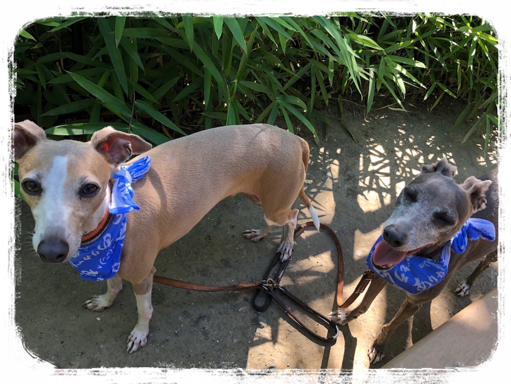 f:id:gino-ig:20180630175757j:image