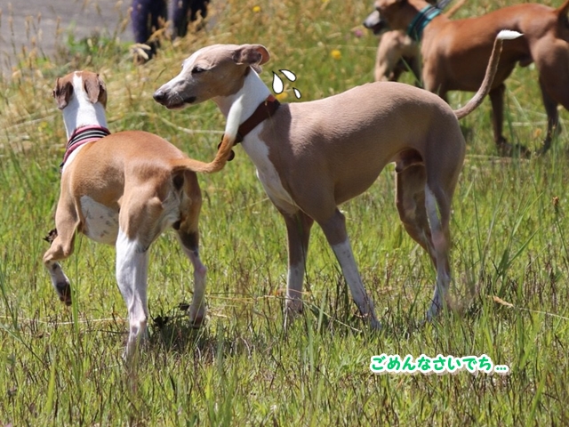 f:id:gino-ig:20180704001451j:plain