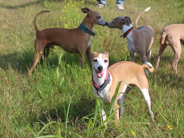 f:id:gino-ig:20180712225835j:plain