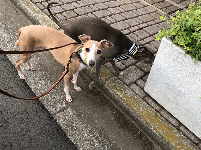 f:id:gino-ig:20180721001228j:plain